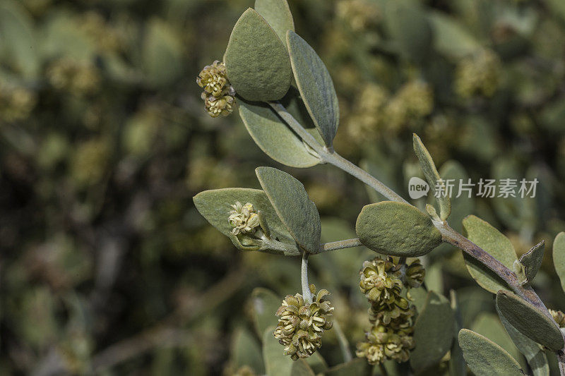 Jojoba, Simmondsia chinensis，约书亚树国家公园，加利福尼亚，莫哈韦沙漠。Simmondsiaceae。男性的植物。